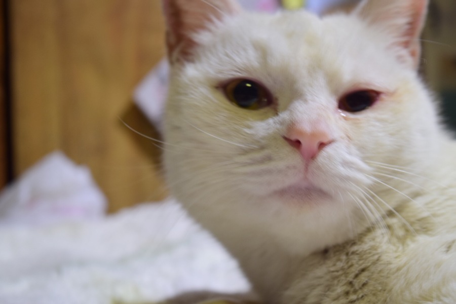 白猫 お鼻と肉球ピンクの 東京都 猫の里親募集 2395 ペットのおうち 月間利用者150万人