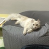 珀