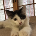 子猫♂里親募集