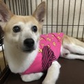 大切にしていただける方お願い致します。
