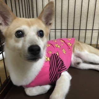 大切にしていただける方お願い致します。