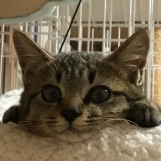 しゃがれ声の…おっとりした♪可愛い男の子☆