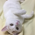 トライアル決定の為募集を一時停止します。