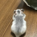 キンクマとシルバーの赤ちゃん。