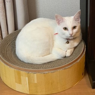 真っ白なゆきみ！人馴れOK！猫も人も大好き！