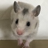 キンクマとシルバーの赤ちゃん。 サムネイル2