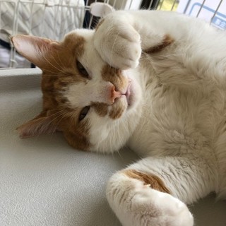 優しい食いしん坊！人間大好きトラ猫さん