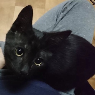 黒の男の子