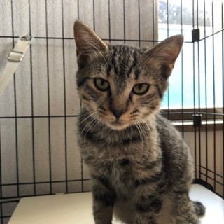 森の中からレスキューした笑顔の仔猫！ずんちゃん！