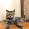 森の中からレスキューした笑顔の仔猫！ずんちゃん！ サムネイル4