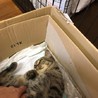森の中からレスキューした笑顔の仔猫！ずんちゃん！ サムネイル7