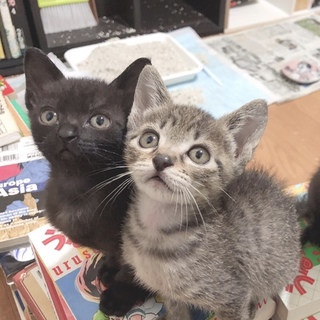 元気な黒猫とキジ猫兄弟