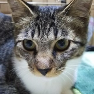 沢山の猫が暮らすお家からレスキューされたムギ