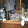 沢山の猫が暮らすお家からレスキューされたムギ サムネイル3