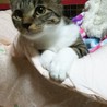 沢山の猫が暮らすお家からレスキューされたムギ サムネイル5