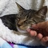 沢山の猫が暮らすお家からレスキューされたムギ サムネイル4