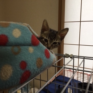 甘えっこなキジトラの男の子です☆