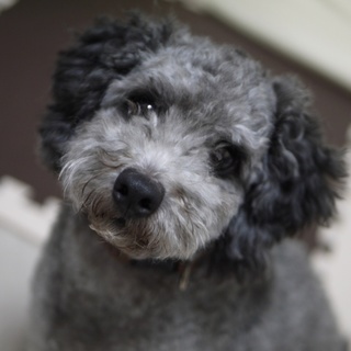 仙台大きめトイプードル【オス】去勢済み3才