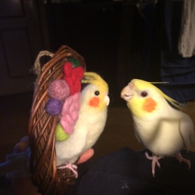 チルママのカバー写真