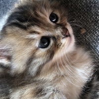 のん