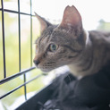 甘えん坊の美しいキジ猫！