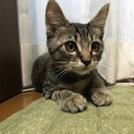 甘えん坊の男の子です
