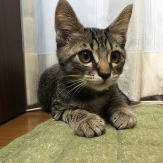 甘えん坊の男の子です