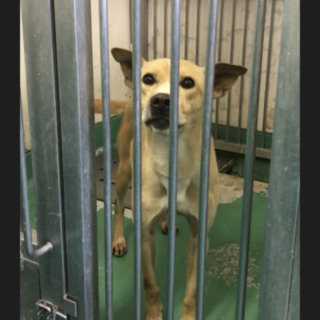 岩国市健康福祉センター収容  元気な成犬の男のコ