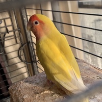 愛