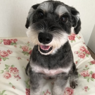 ミニチュア シュナウザー メス 募集終了 犬の里親募集情報 ペットのおうち 月間利用者150万人