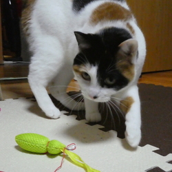 「もうそろそろ、人間の二十歳かな？」サムネイル1