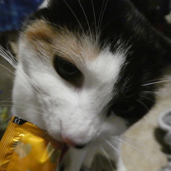 「もうそろそろ、人間の二十歳かな？」サムネイル2