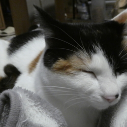 「もうそろそろ、人間の二十歳かな？」サムネイル3