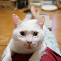 陰性祝　ビヤンくん里親さん募集(もうすぐ)