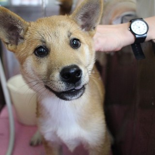 元気いっぱい♪仔犬の美月ちゃん