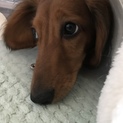 人懐こいおとなしいコです！