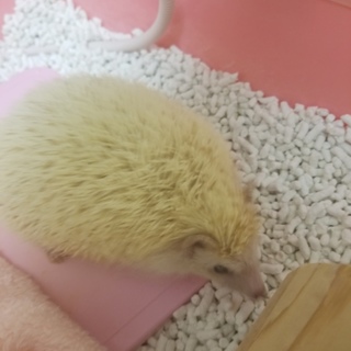 急募！ハリネズミ好きな方お願いします