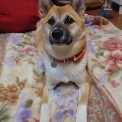 避妊手術後三日目