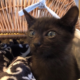 元気な男の子☆ずっとの家族募集しています