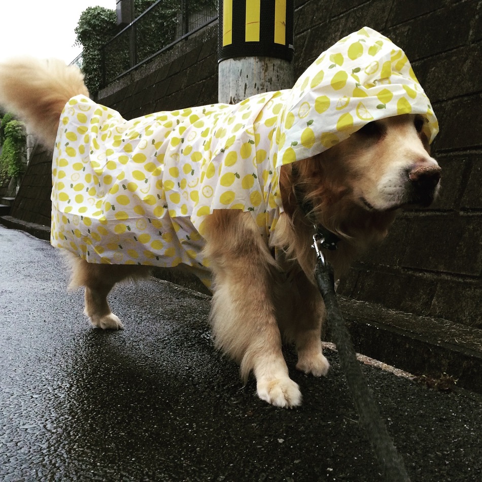 leaのカバー写真