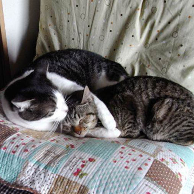 半田のらねこ物語のカバー写真