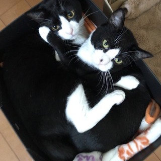 白黒バットマンの仲良し兄弟・２匹一緒に。