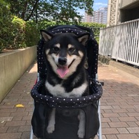 チップ