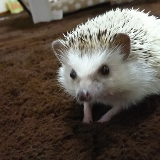 ハリネズミちゃん、急募