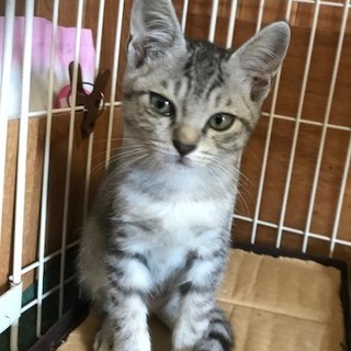 サバとらスカイくんの家族募集中。岡崎市