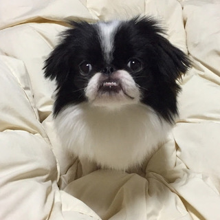 那珂（なか）狆✖ペキニーズミックス