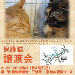 保護猫譲渡会