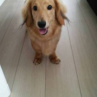 可愛いダックスです！