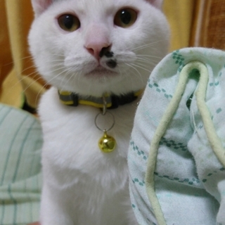 飼育破壊宅より保護しました。