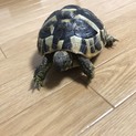 ヘルマンリクガメ君です！